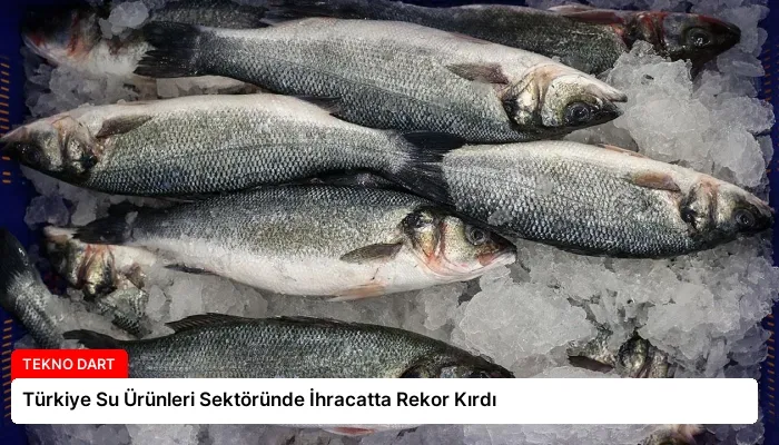 Türkiye Su Ürünleri Sektöründe İhracatta Rekor Kırdı
