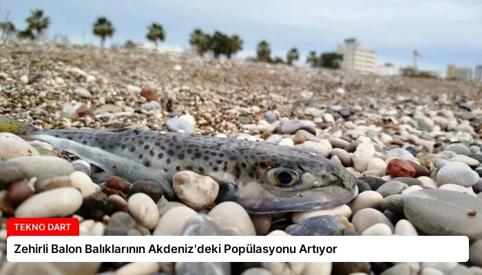 Zehirli Balon Balıklarının Akdeniz’deki Popülasyonu Artıyor