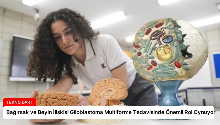 Bağırsak ve Beyin İlişkisi Glioblastoma Multiforme Tedavisinde Önemli Rol Oynuyor