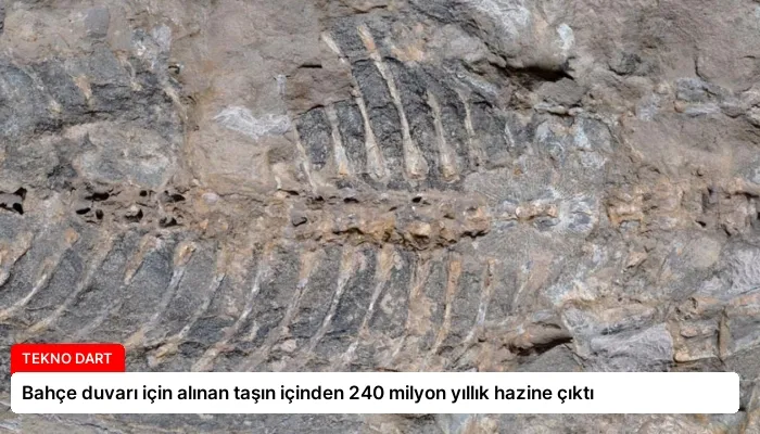 Bahçe duvarı için alınan taşın içinden 240 milyon yıllık hazine çıktı