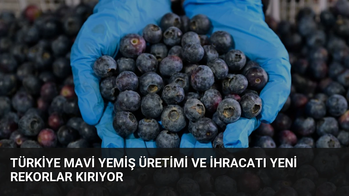 Türkiye Mavi Yemiş Üretimi ve İhracatı Yeni Rekorlar Kırıyor