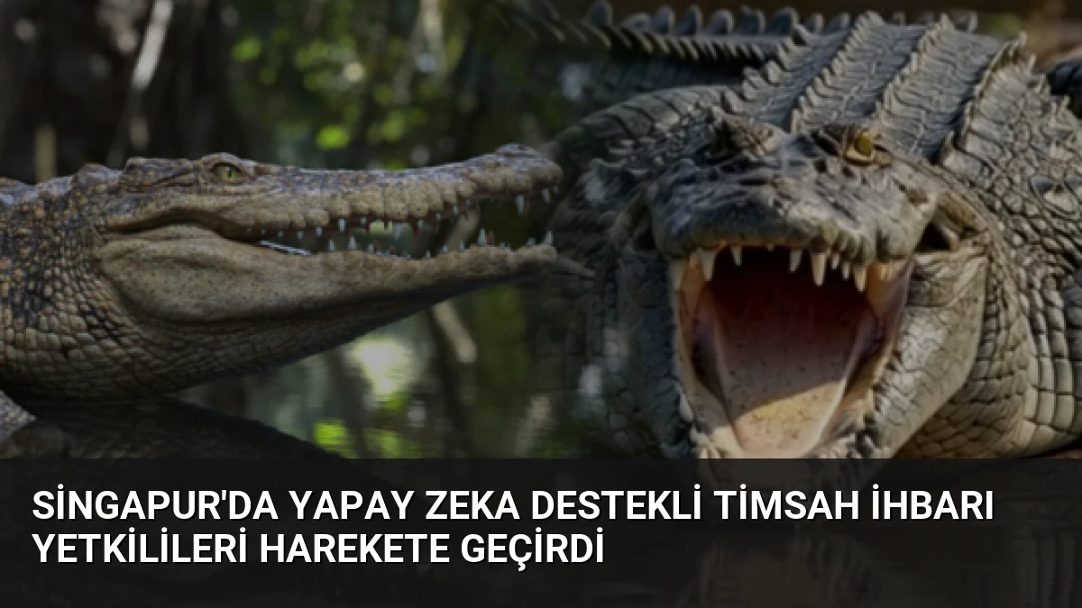Singapur’da Yapay Zeka Destekli Timsah İhbarı Yetkilileri Harekete Geçirdi